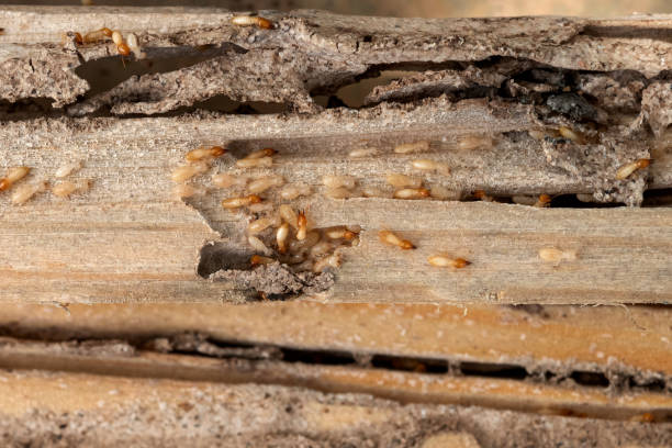 Best Pest Removal Services  in Checotah, OK